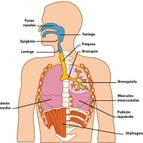 El-sistema-respiratorio